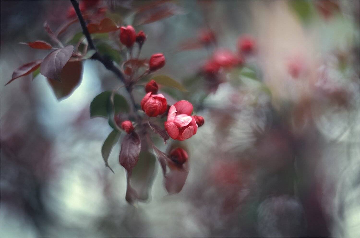 ***. Автор: Ариадна Белкина , Ариадна Белкина