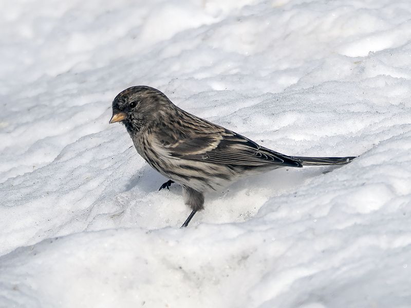 среди снеговphoto preview