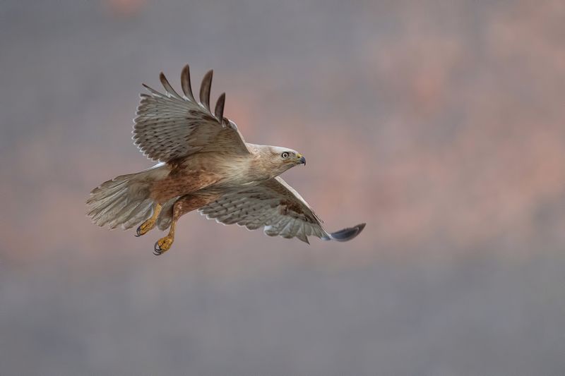 Курганник (Buteo rufinus)photo preview