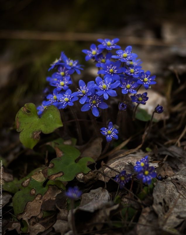 весна, цветы, печеночница, карелия, природа, путешествие, nature, travel, karelia Печеночница.photo preview
