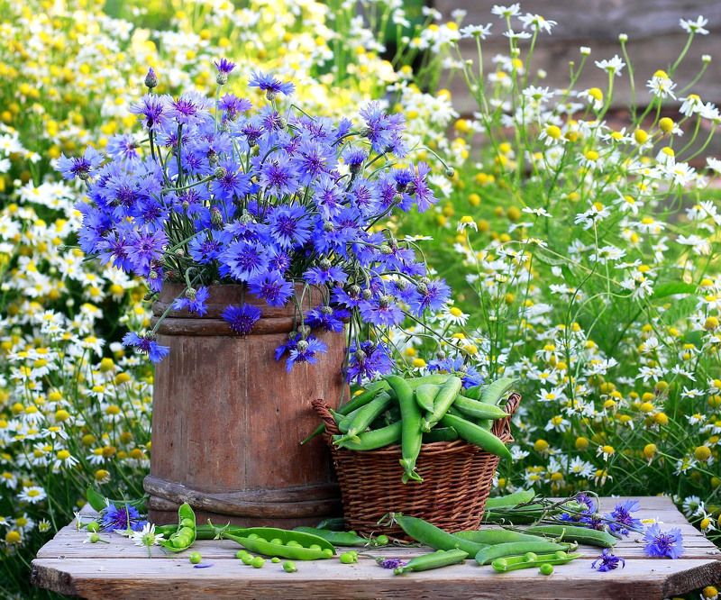 натюрморт, фотонатюрморт, лето, цветы, ромашки, васильки,  наталья казанцева Лето васильковое!photo preview