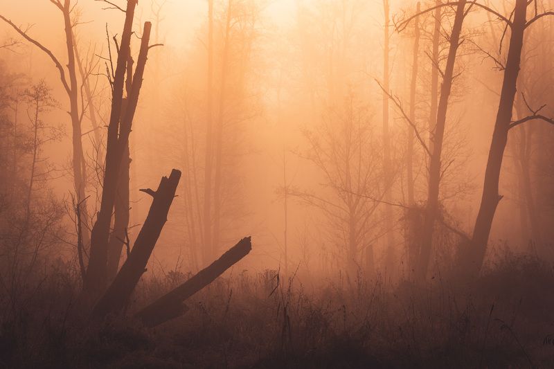 Morning moodphoto preview