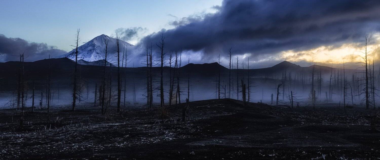 Туманный рассвет в мертвом лесу. Автор: Alfia Safuanova , Alfia Safuanova