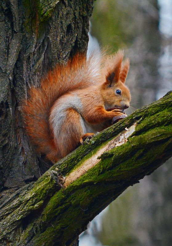 Белкаphoto preview