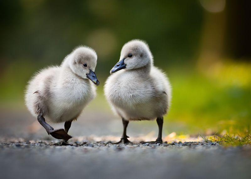 Black swans babyphoto preview
