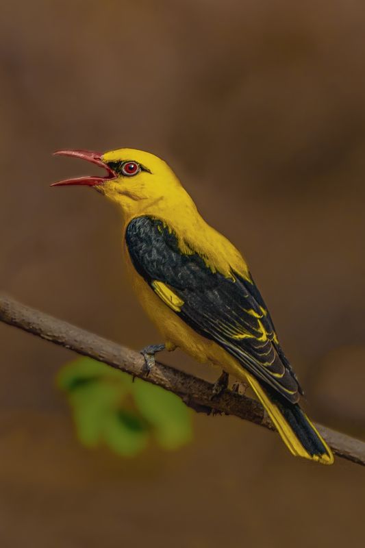 #birds let me fly.....!photo preview