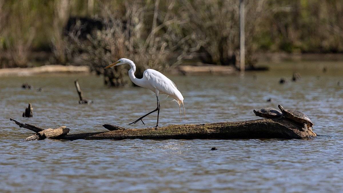 , Леонид Дьяченко