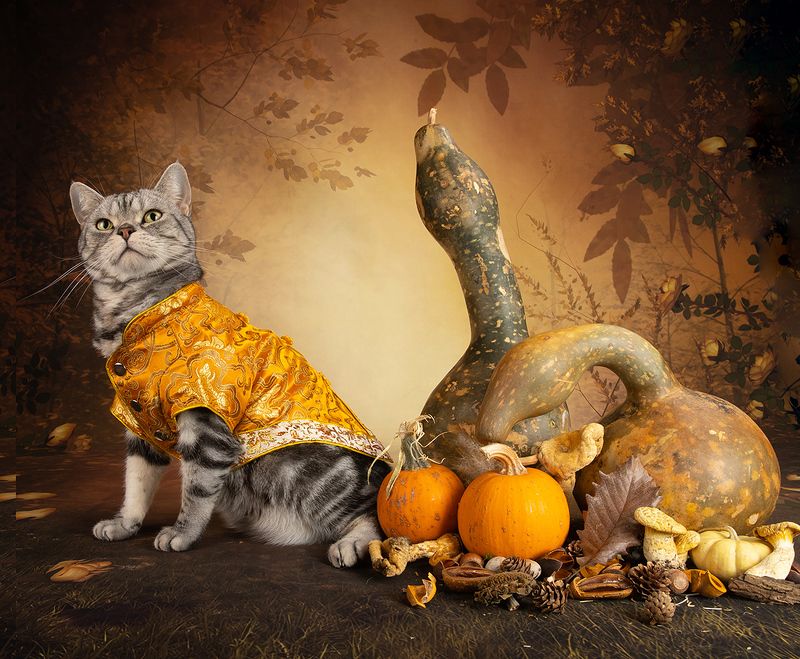 кошка, котенок, сats, домашнии любимцы,натюркотики, осень,autumn, тыквы, pumkin, американский короткошерстный кот, american shorthair cat, тыква Маркиз и Тыквыphoto preview