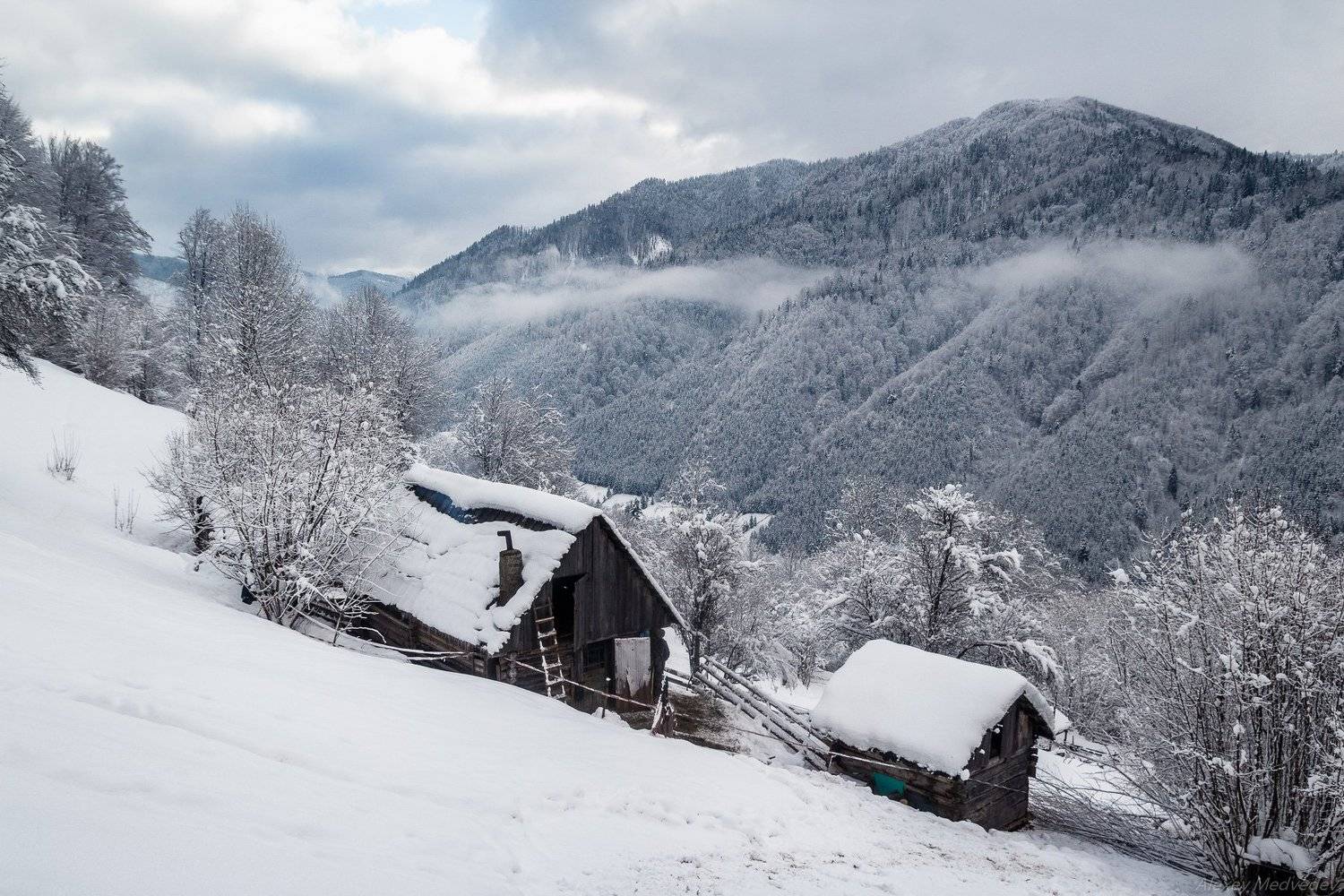Жизнь идет!. Автор: Алексей Медведев гори, закарпаття, зима, карпати, свидовець, смереки, сутінки, лопухів, лопухов, усть чорна, карпаты, хатки, село, долина, Алексей Медведев