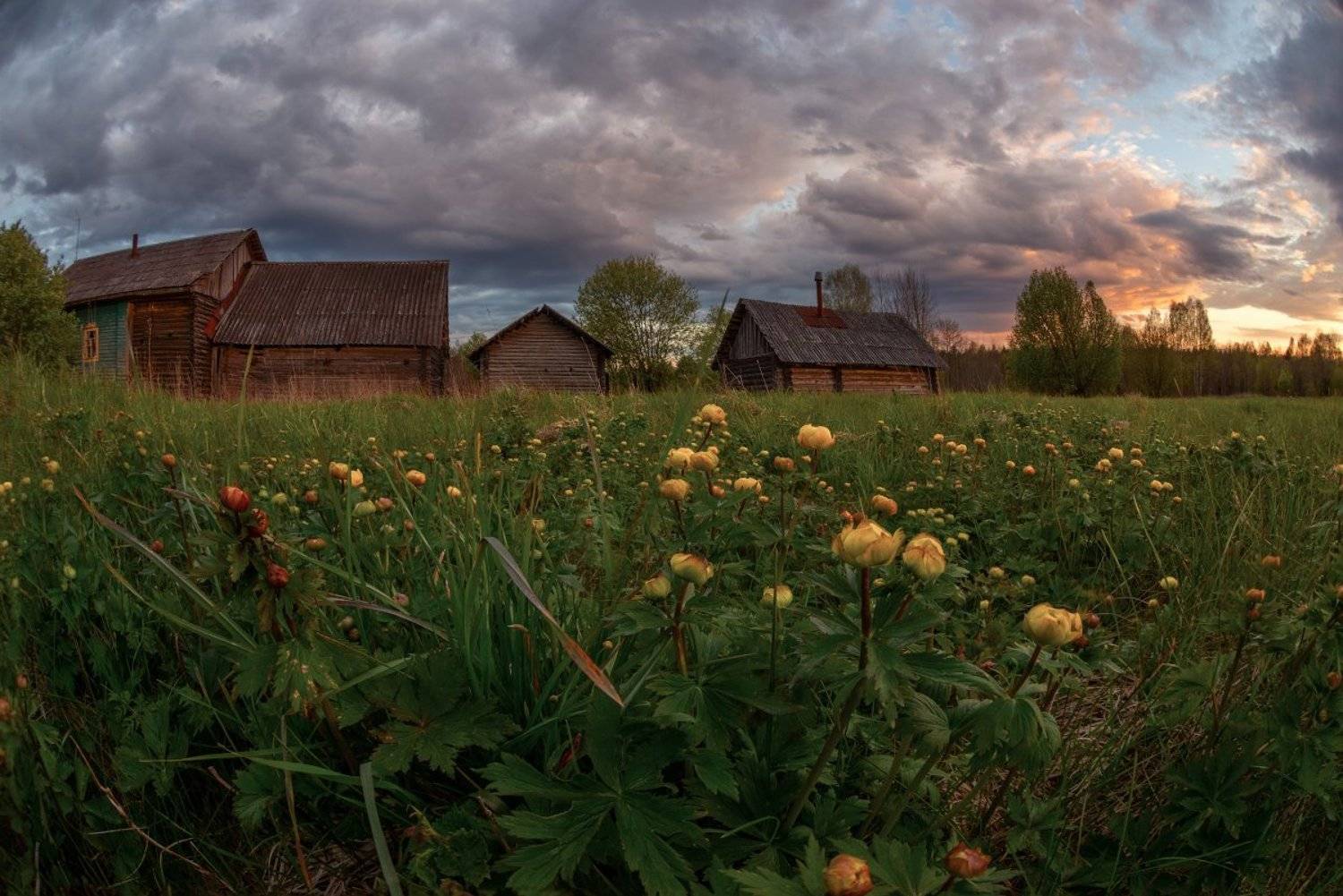 про весну. Автор: Марина Мурашова весна, купавки, купальница, деревня, облака, Марина Мурашова