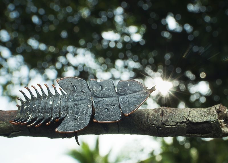 Trilobite Bettle Kissing With Sun.photo preview