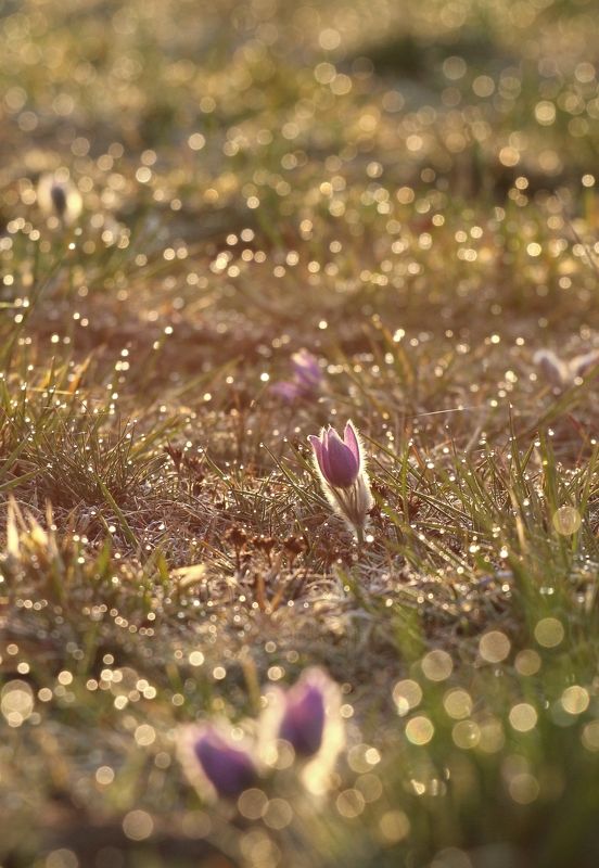 Pulsatillaphoto preview