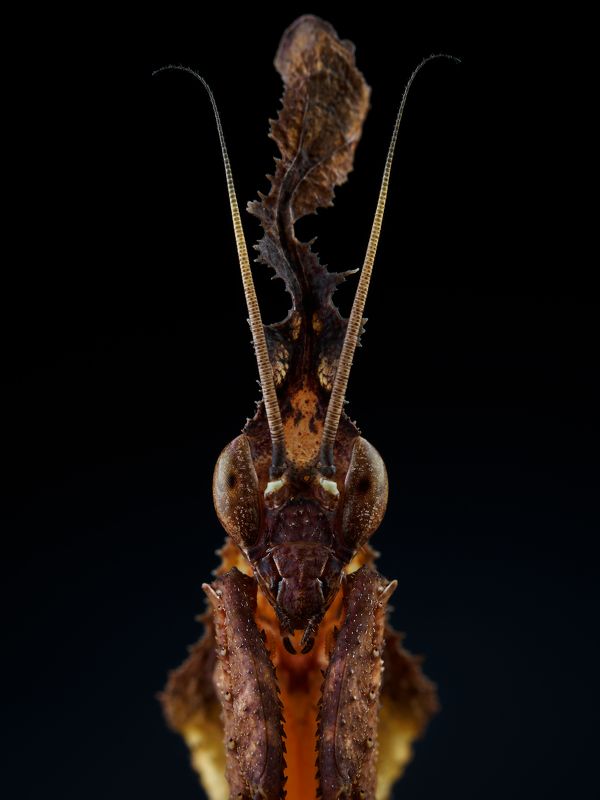 irass, waledzik, nat geo, olympus, close up, macro, extreme macro, макро Phyllocrania paradoxa.photo preview