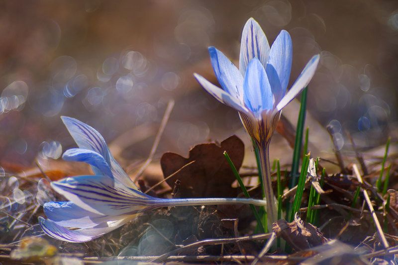 Двоеphoto preview