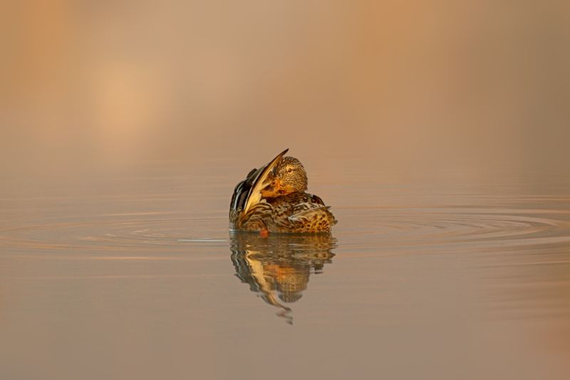 Утка на закате фото превью