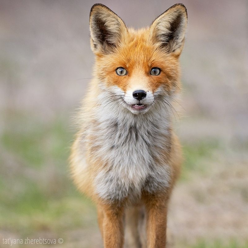 fox, my-mriya, mymriya, wildlife, Лисаphoto preview