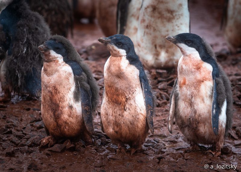 Three Pigs фото превью