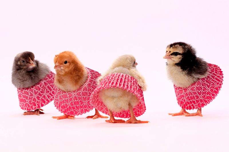 цыплята, птица, портрет, студия Цыпляткиphoto preview