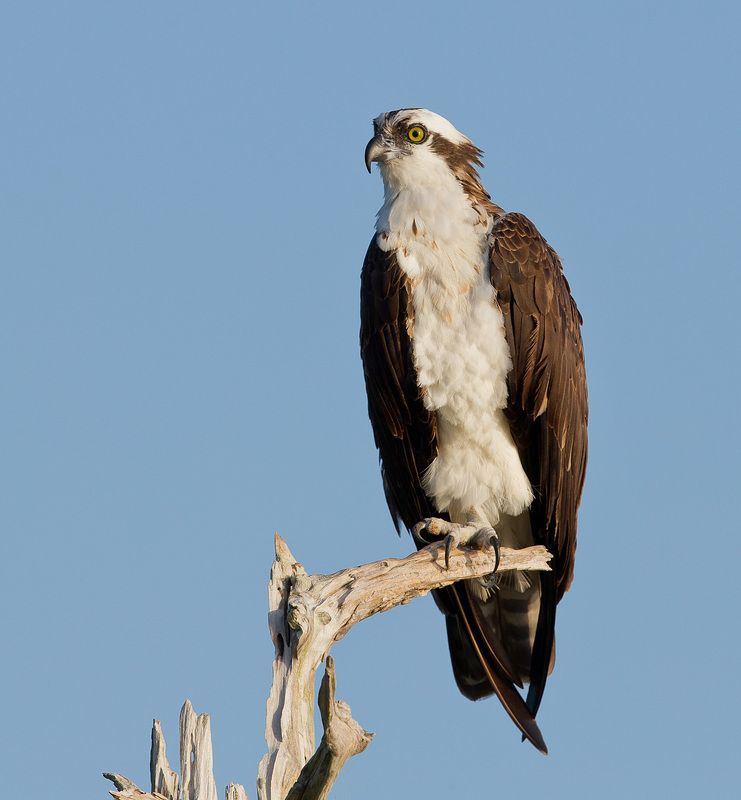 скопа, osprey, florida, флорида, хищные птицы Скопа - Ospreyphoto preview