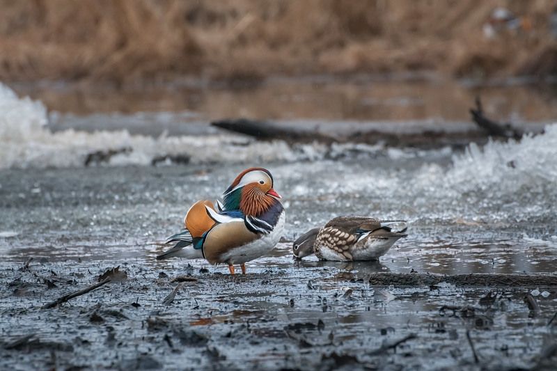 Утиные историиphoto preview