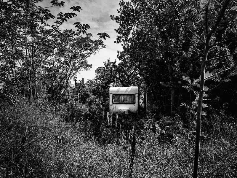 The road of treesphoto preview