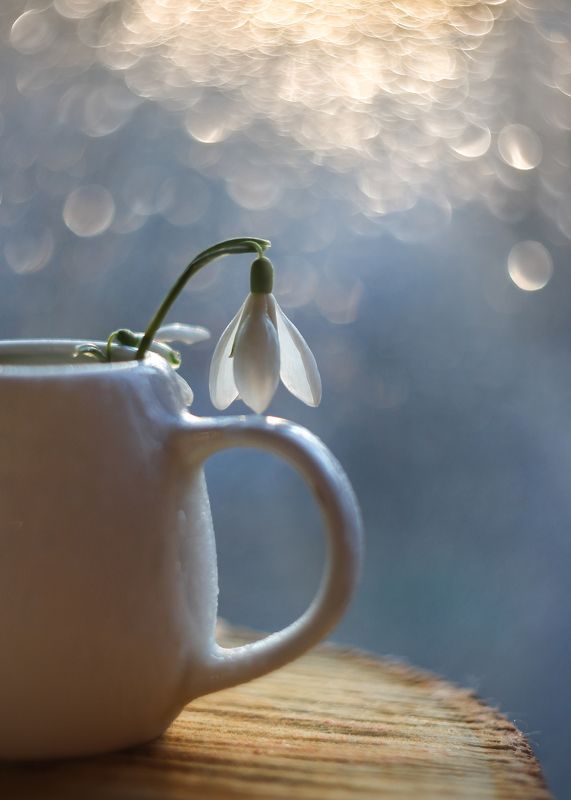 нежность весны,подснежники,ирина горюкина,беларусь What a Wonderful World фото превью