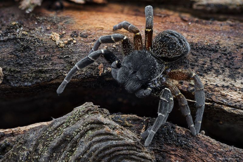 eresus ***photo preview