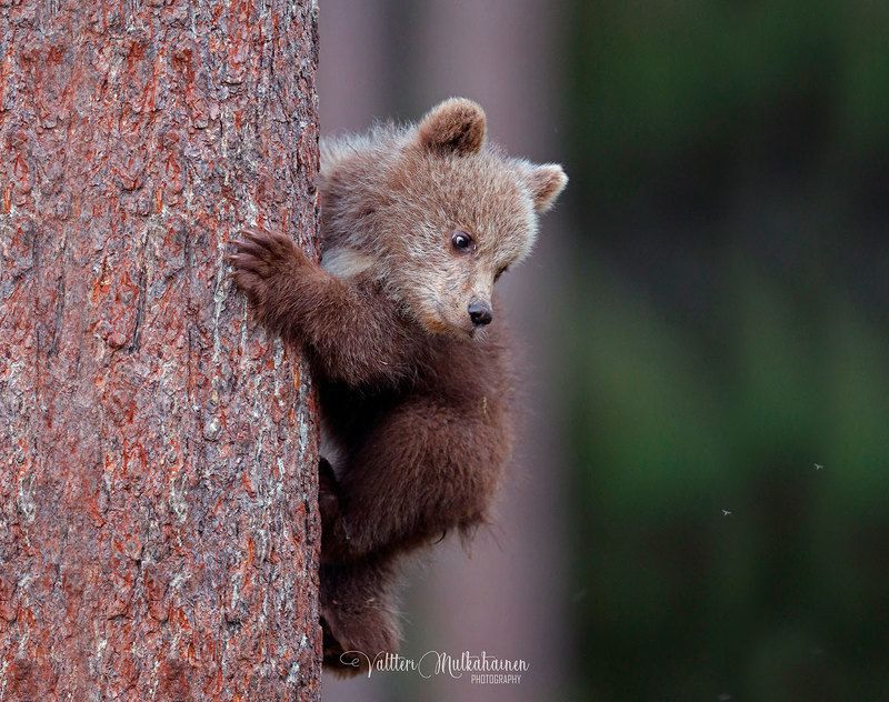 Самое безопасное место фото превью