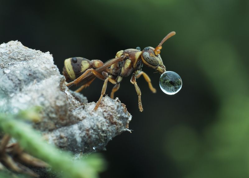 Wasp Blowing Water Bubblephoto preview