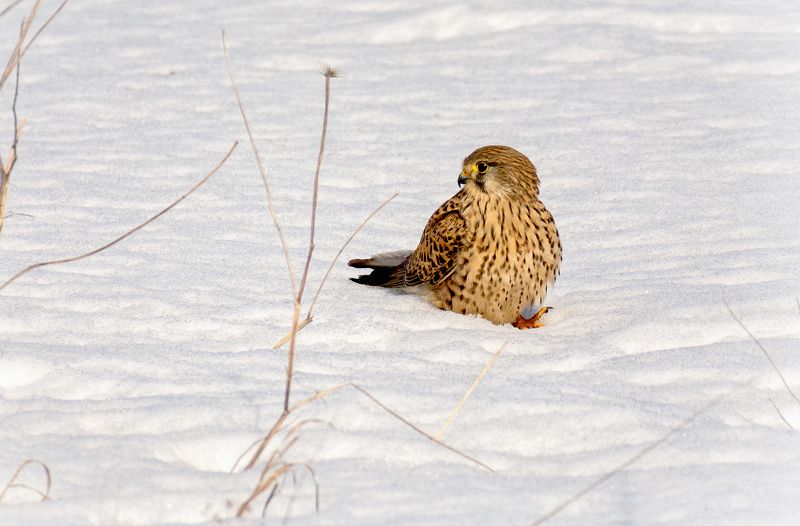 птица, пустельга, хищник, весна, Пустельга (самка).photo preview