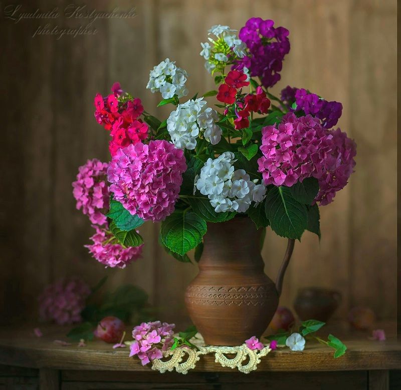 художественное фото,натюрморт,букет с цветами,флоксы,гортензии. Гортензии с флоксами.photo preview