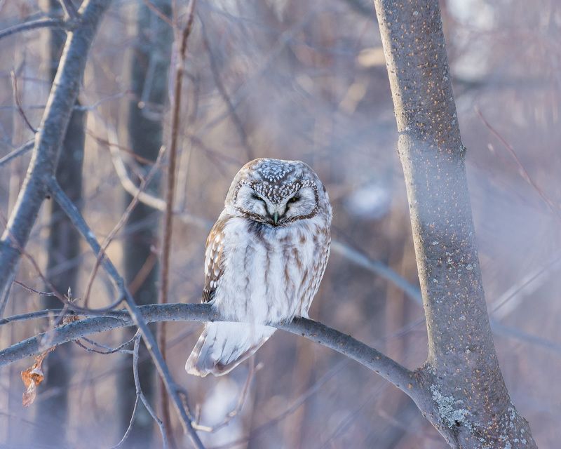 сыч, мохноногий сыч, птицы, новосибирск Мохноногий сыч фото превью