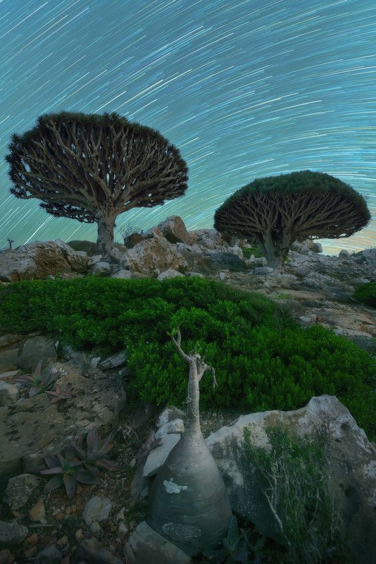 сокотра йемен socotra soqotra yemen драконово дерево звёзды хоровод startrails startrail Вечера на хуторе близ Хомхила, о.Сокотраphoto preview