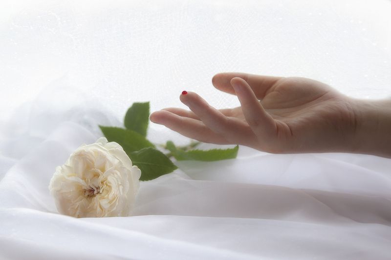 Где шипы, там и розы...photo preview