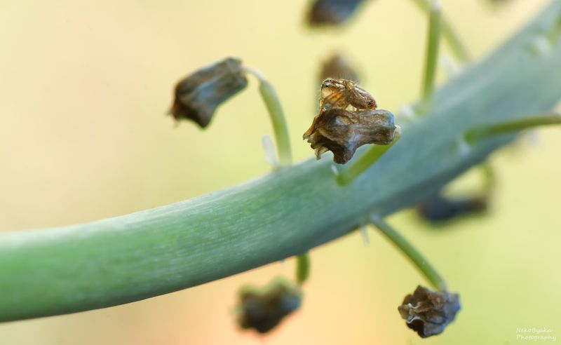 макро, природа, весна цветы, мускари, паук-рысь, паук, macro, nature, spring flowers, muscari, lynx spider, spider, lynx spiderphoto preview