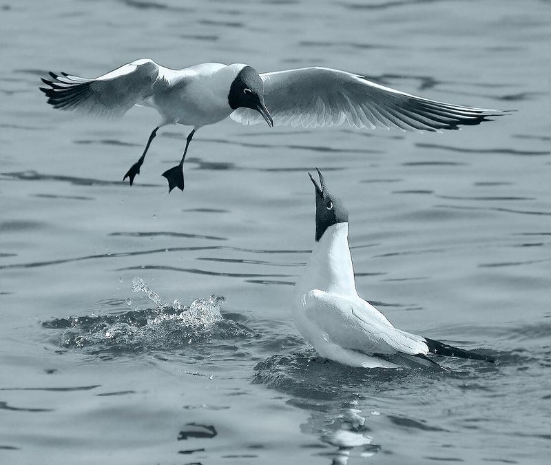 Ссораphoto preview