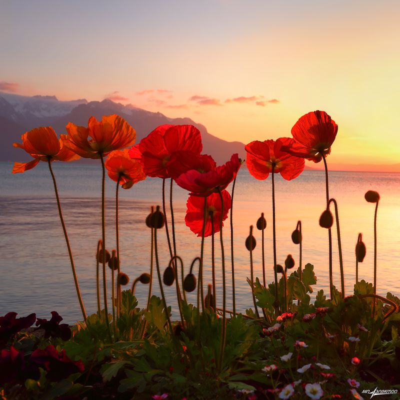 swiss,швейцария,весна,montreux Веснаphoto preview