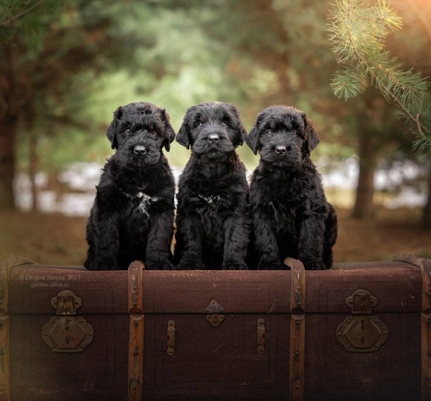 Трое из ларца. Автор: Оксана Серова , Оксана Серова