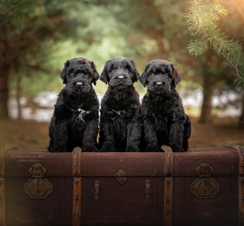 Трое из ларцаphoto preview