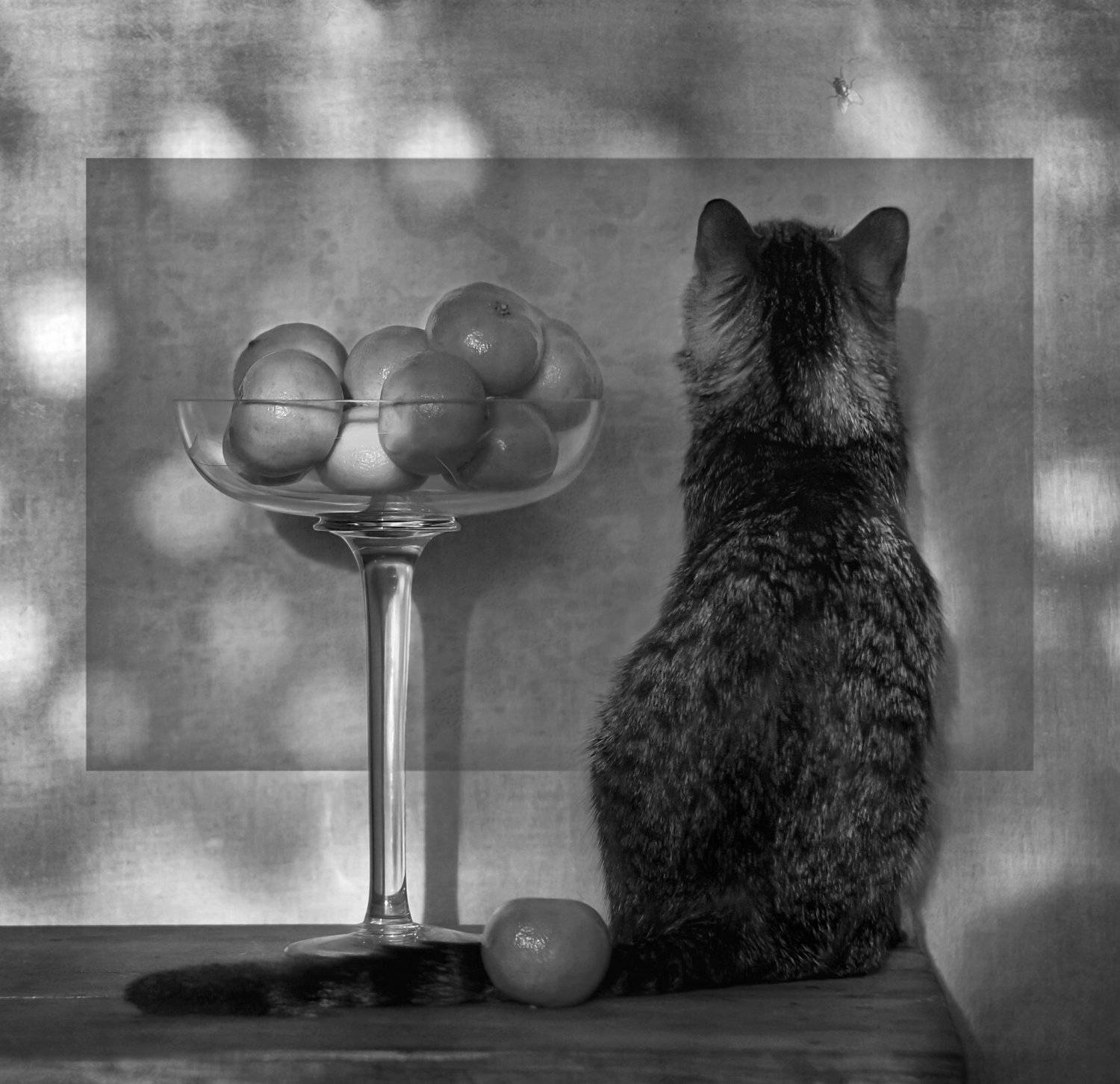 , Светлана Сушкевич