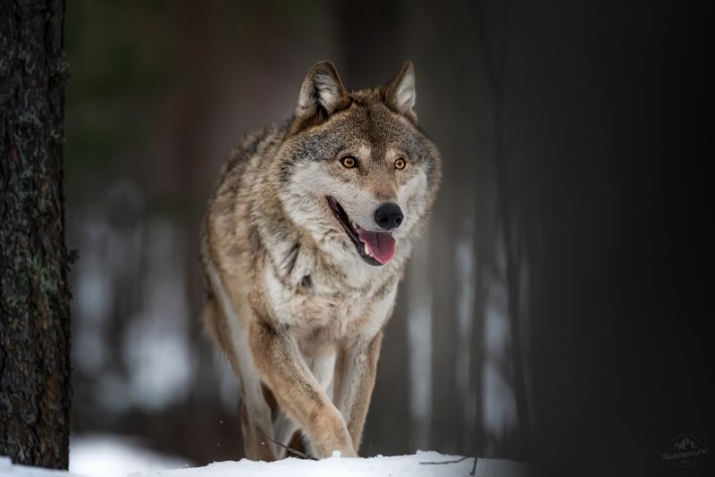 волк, wolf, красная шапочка, беларусь, красный бор, фототур в красный бор, фотоохота, canis lupus, фототур в красный бор, фотоохота в беларуси, фототур на рождество, red riding hood, серый волк, обыкновенный волк, евразийский волк, европейский волк, лось, Красноборские сюжетыphoto preview