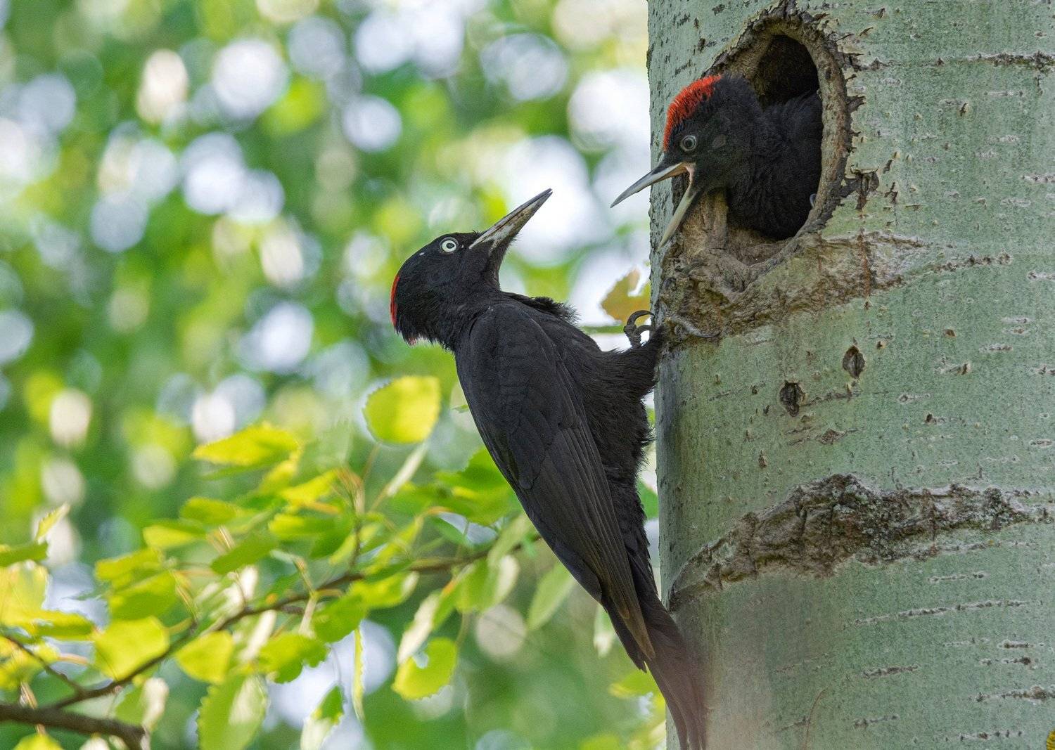 птица желна черный дятел, Руслан Сигушин