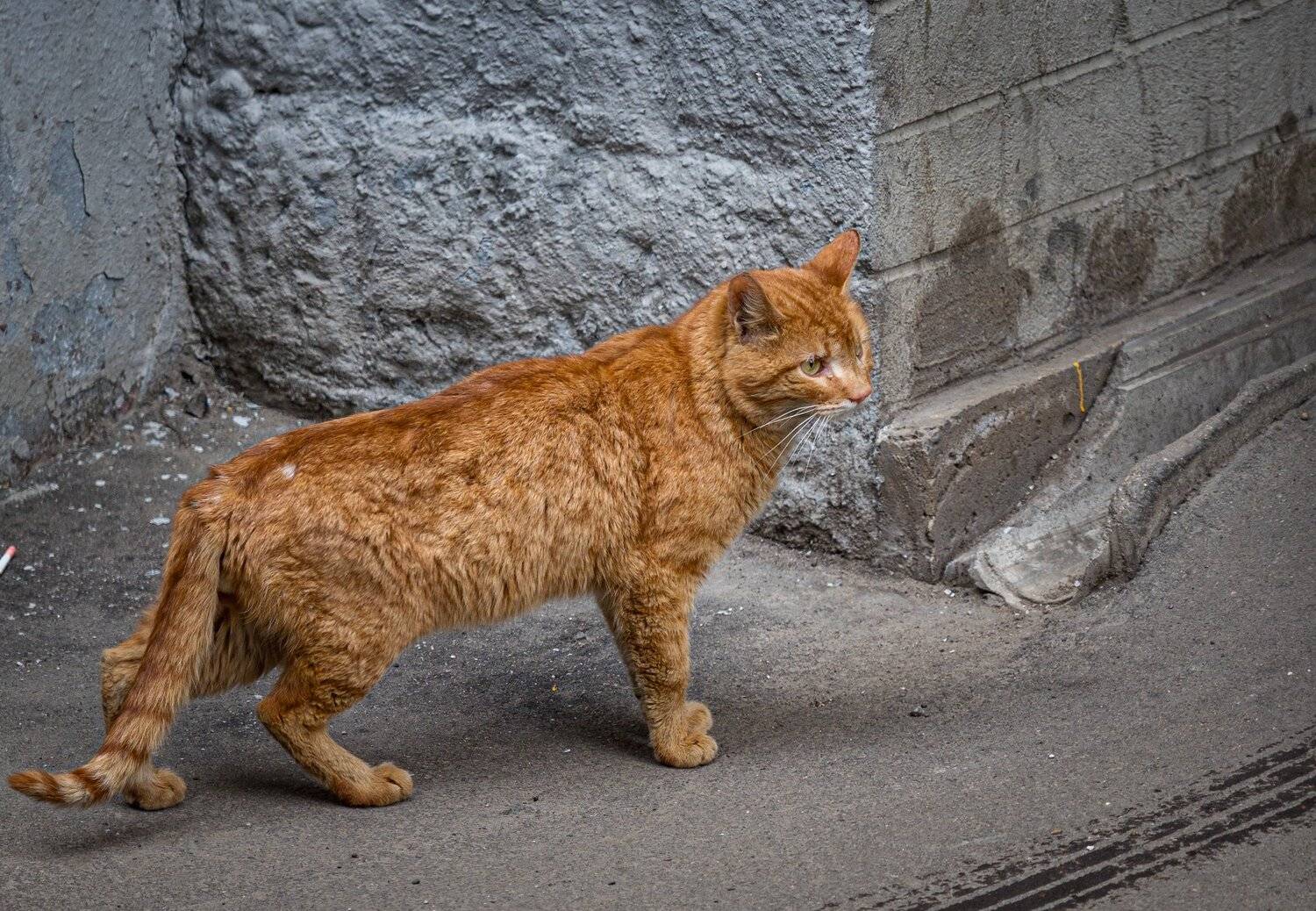 Рыжий. Автор: Курлянцев Алексей , Курлянцев Алексей