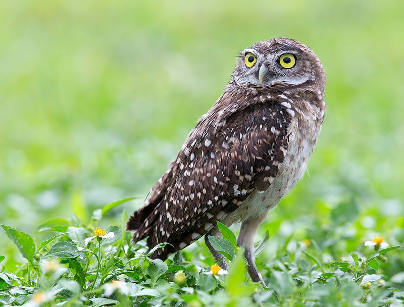 кроличий сыч, florida, burrowing owl, owl, флорида,сыч Burrowing Owl - Кроличий сычphoto preview