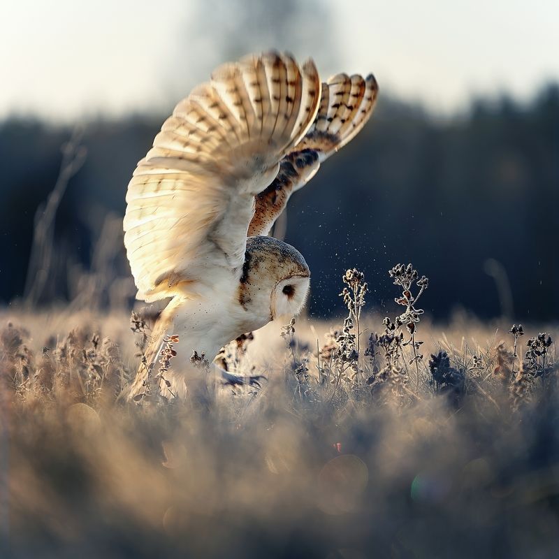 owl, winter, barn owl, wings, sunrise Sunrise with barn owlphoto preview