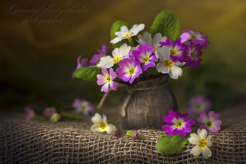 художественное фото,натюрморт,букет с цветами,примулы. Букетик примулphoto preview