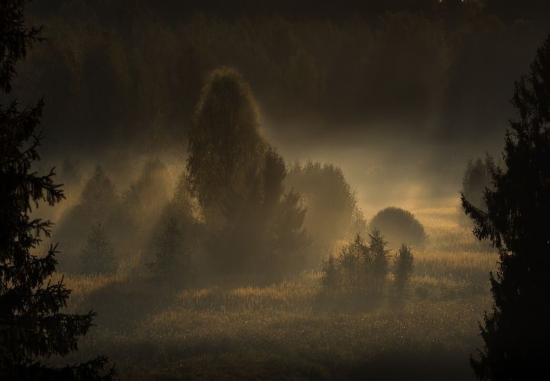 новгородская область, На прогалинеphoto preview