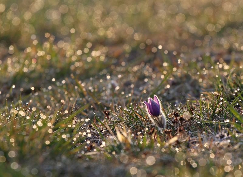 Pulsatillaphoto preview