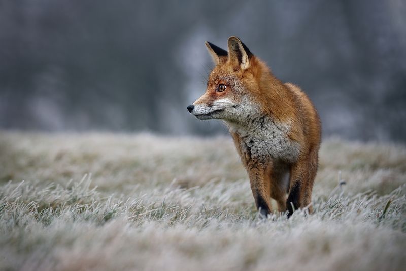 fox, red fox, winter, frost, snow Frosty morning with redfoxphoto preview