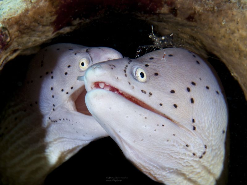 подводное фото подводный мир хургада египет жогло zhoglo красное море Дружная семьяphoto preview